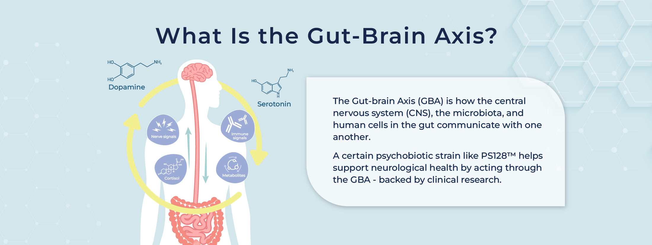 The gut-brain connection